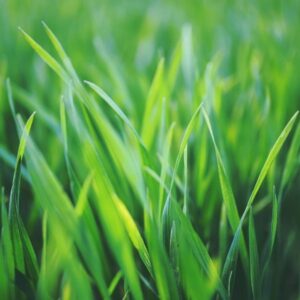 green grass